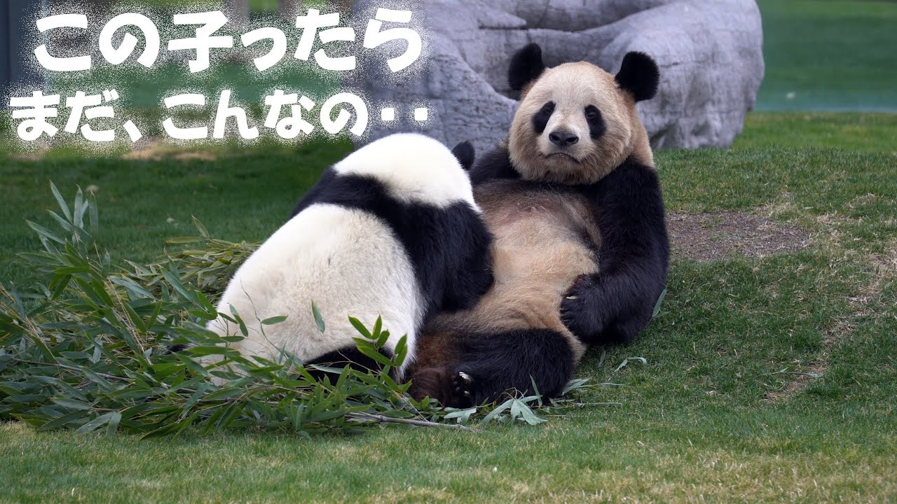 このあと、抱きしめて溺愛、「こんなに大きいのにまだ飲むんや～」の声、授乳のあと、良浜の愛情爆発