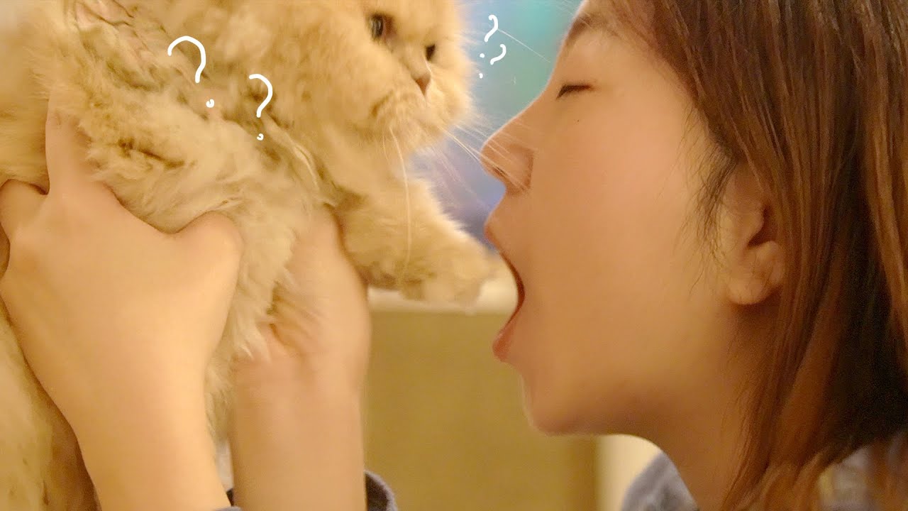 고양이 발 먹기