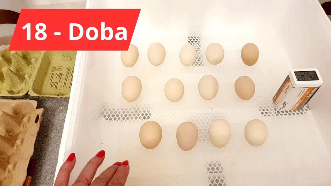 Druga inkubacja w 2025r. 🐣🐣 rasa kur 