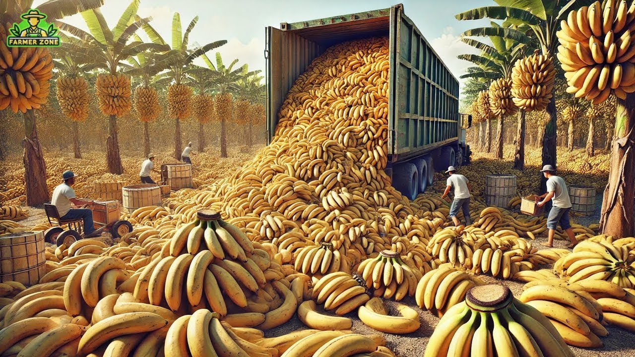 All'interno della mega fabbrica come vengono lavorate milioni di banane con una tecnologia all'avang