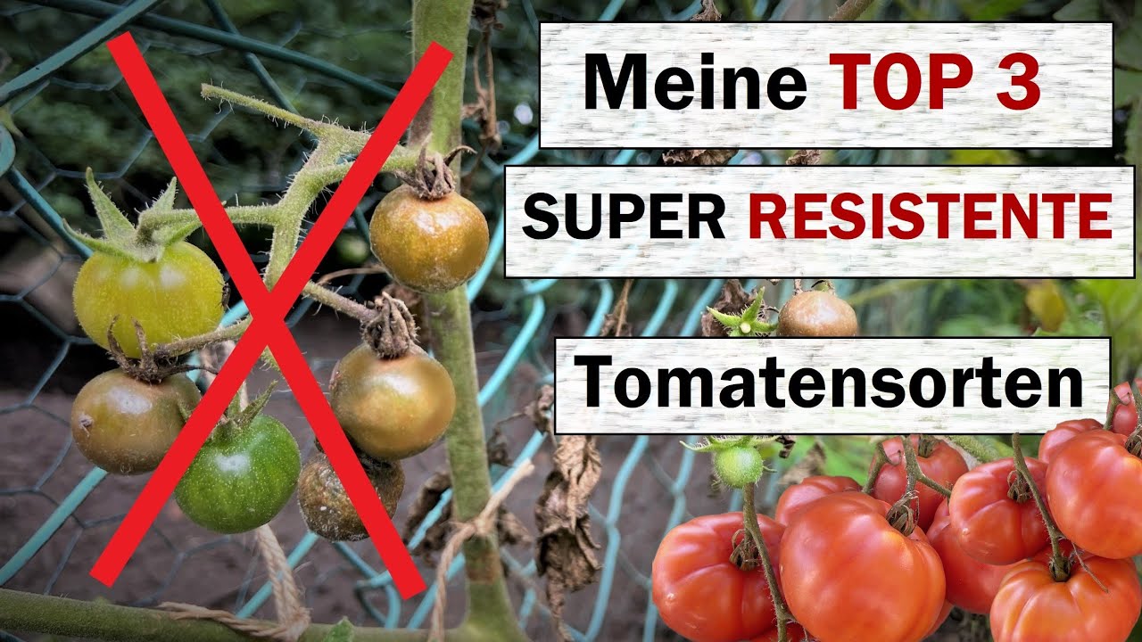 Meine TOP 3 - Tomatensorten mit hervorragender Kraut- und Braunfäule Toleranz + Ankündigung