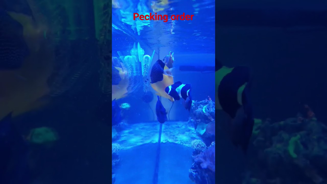 Pecking order