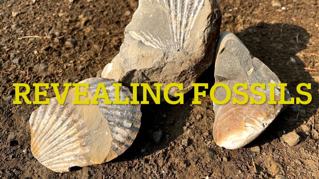 Revealing Fossils (Oregon Coast)