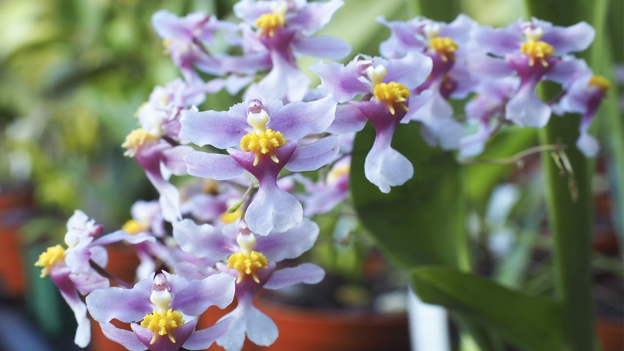 Oncidium sotoanum - Orchideen Pflege leicht gemacht!