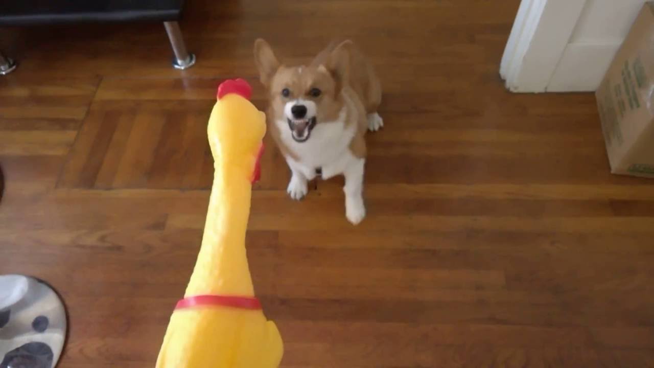 Corgi vs squeaky chicken