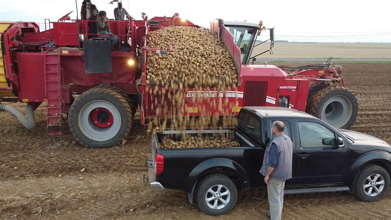 Arrachage des pommes de terres avec une Grimme Varitron 270
