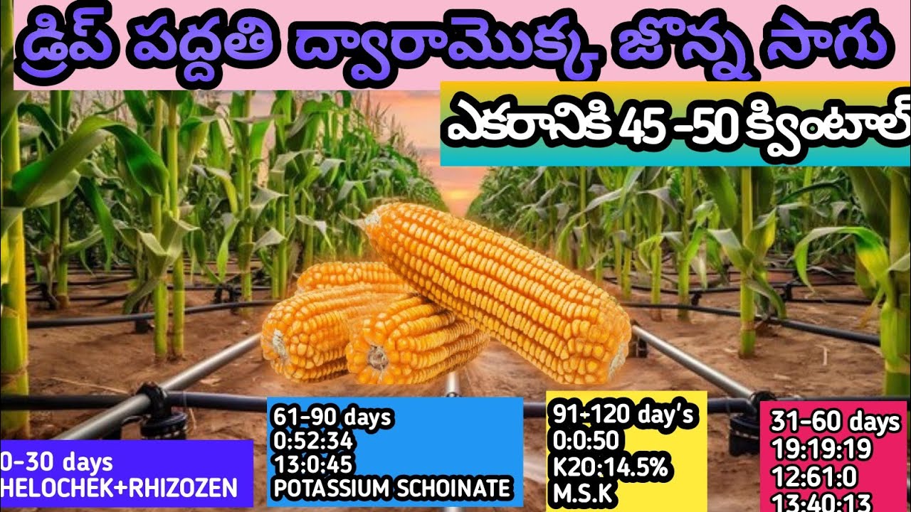డ్రిప్ ద్వారా మొక్కజొన్న సాగు🌽ఎకరానికి 45-50 క్వింటాల్#maizefarming #agriculture #trending