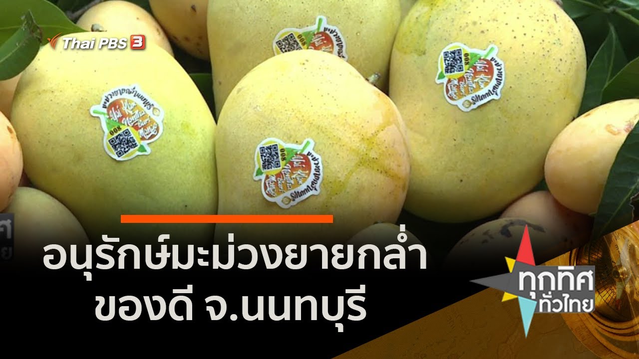 อนุรักษ์มะม่วงยายกล่ำของดี จ.นนทบุรี (30 มี.ค. 64)