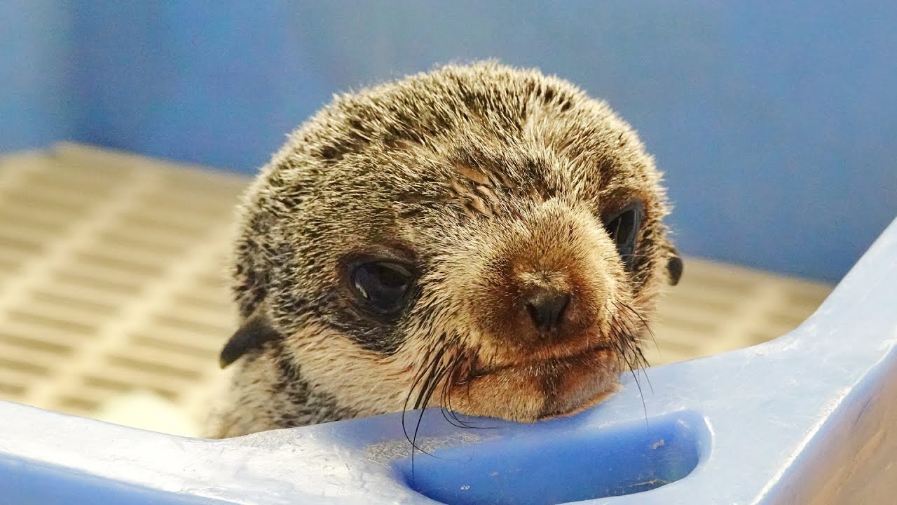 Northern Fur Seal Mo (2019)