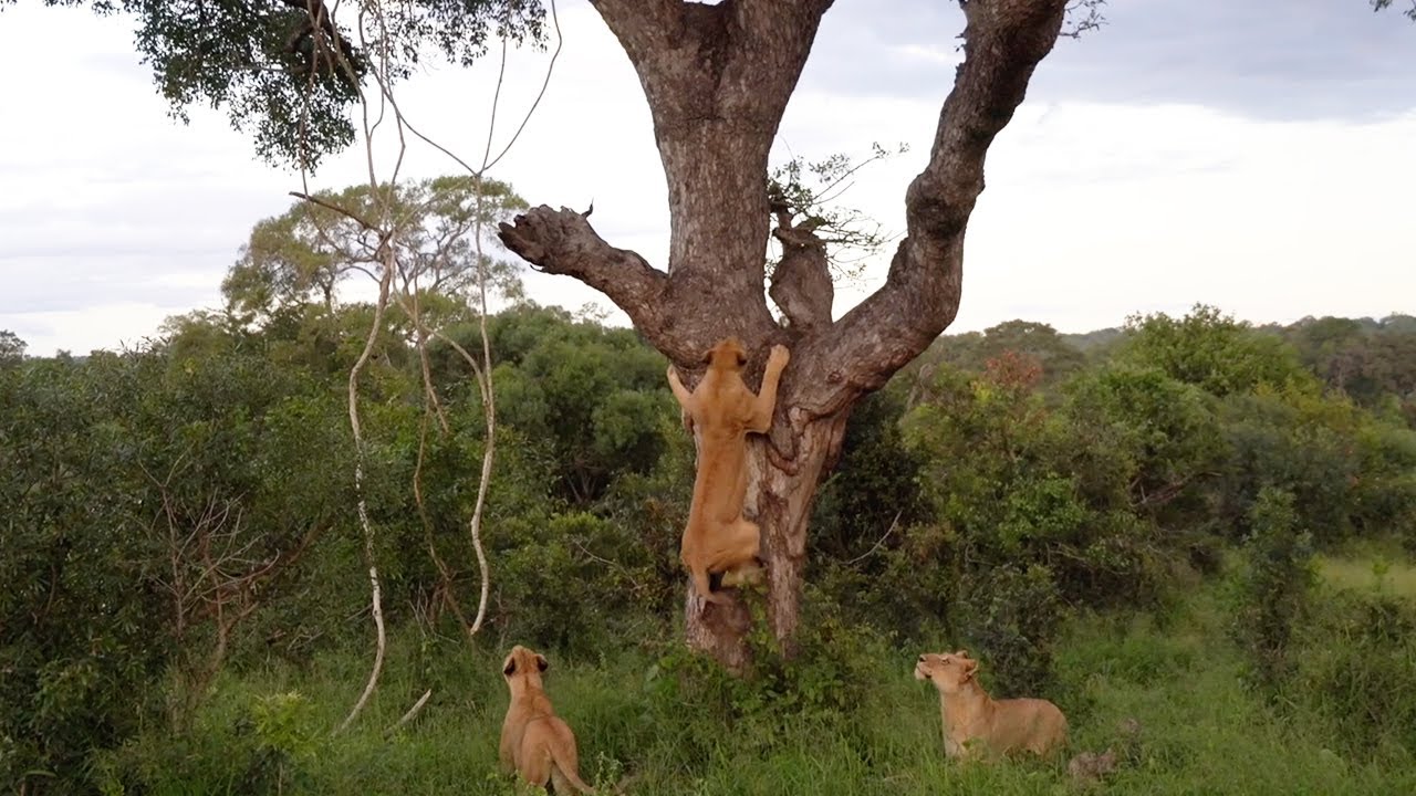 ЛЬВИЦЫ пытаются ПОЙМАТЬ ЛЕОПАРДА 🦁 🐆 🌳
