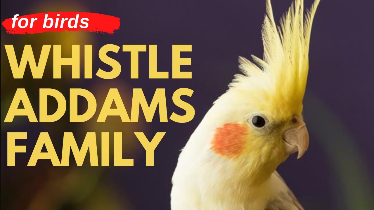 ADDAMS FAMILY WHISTLE - Cockatiel Singing Training - Bird Whistling Practice