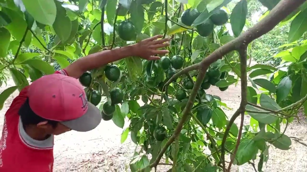 ALPUKAT BOOTH7 👍🏻Salah Satu Jenis Alpukat Produktif untuk Skala Kebun 👍🏻