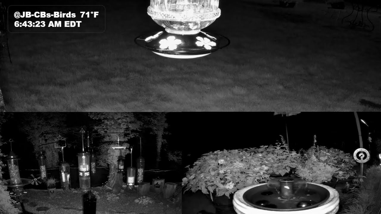 Live  - N Georgia Bird 🐦Feeder & Garden Wildlife Window to Nature | 50 Species Identified