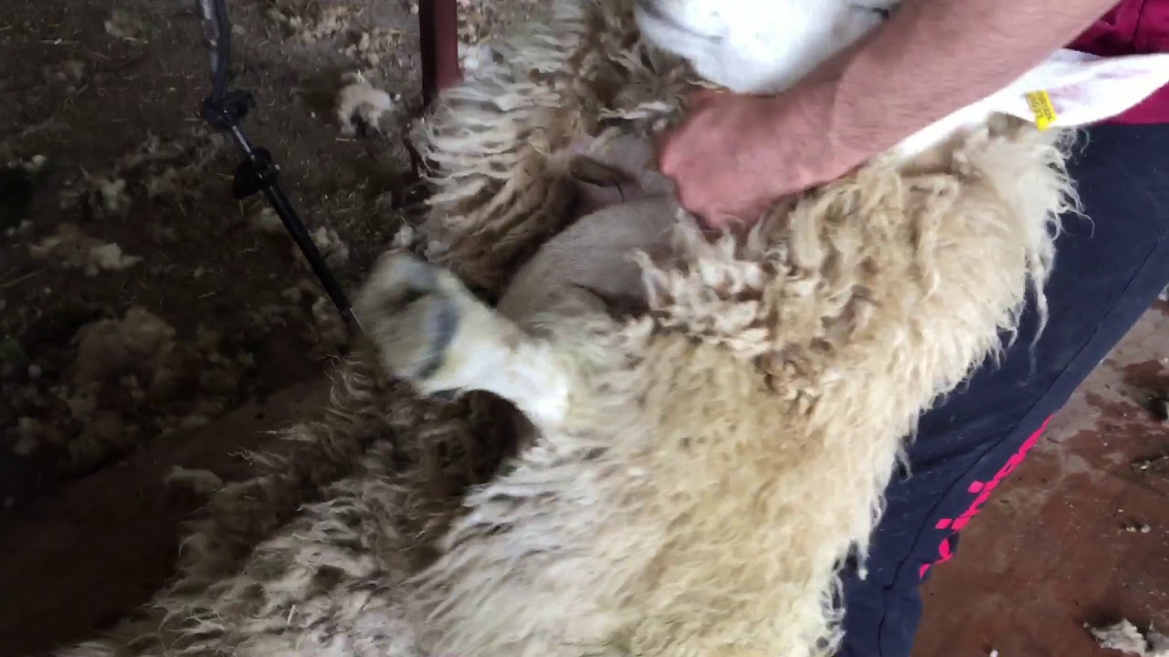 Sheep shearing lessons (tips on shearing) setting up the belly