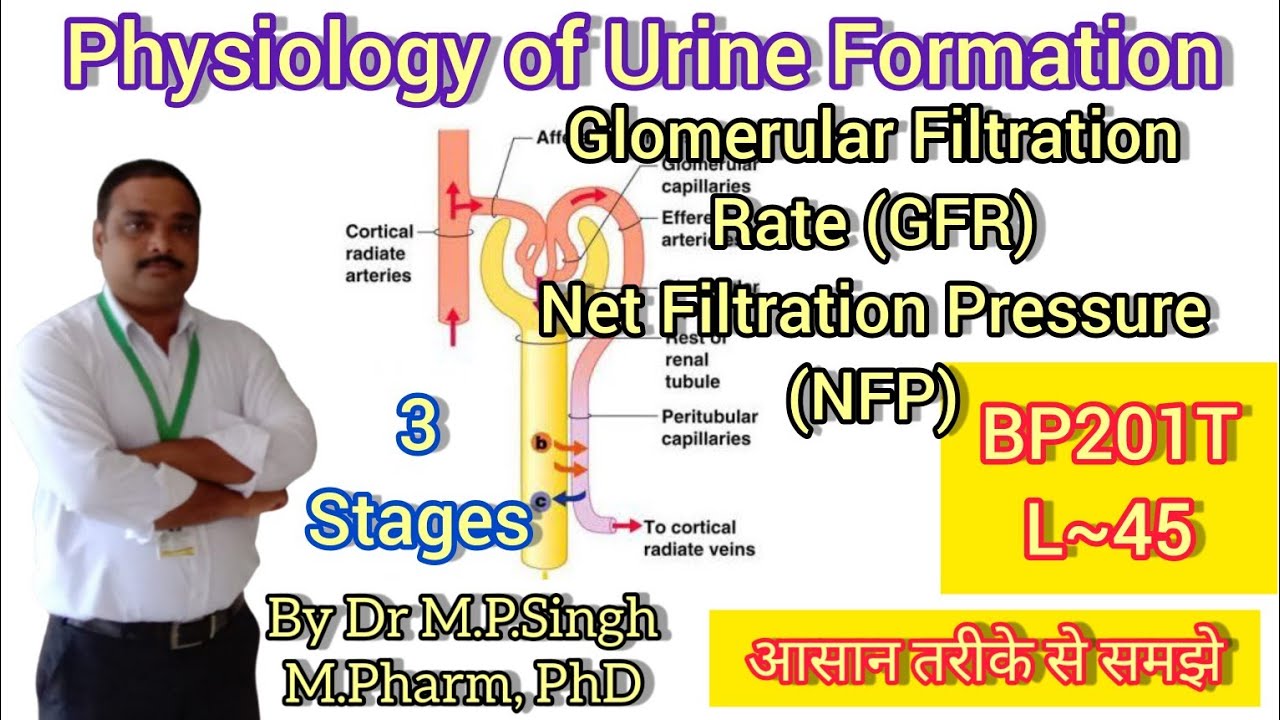 Physiology of Urine Formation | Glomerular Filtration Rate (GFR) | HAP-II | L~45