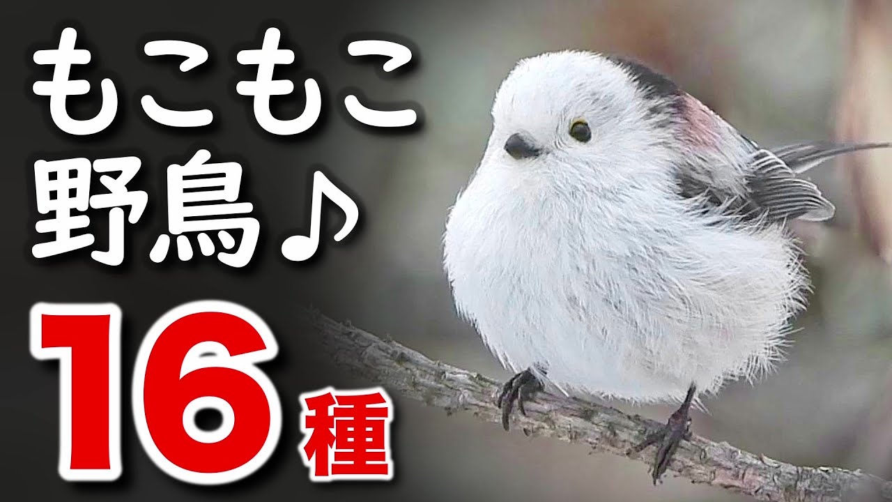 これは可愛い！モコっと膨らむ野鳥16種