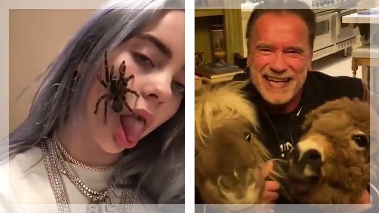 20 CELEBRITIES SHOW THEIR CUTE PETS AND ANIMALS 2021