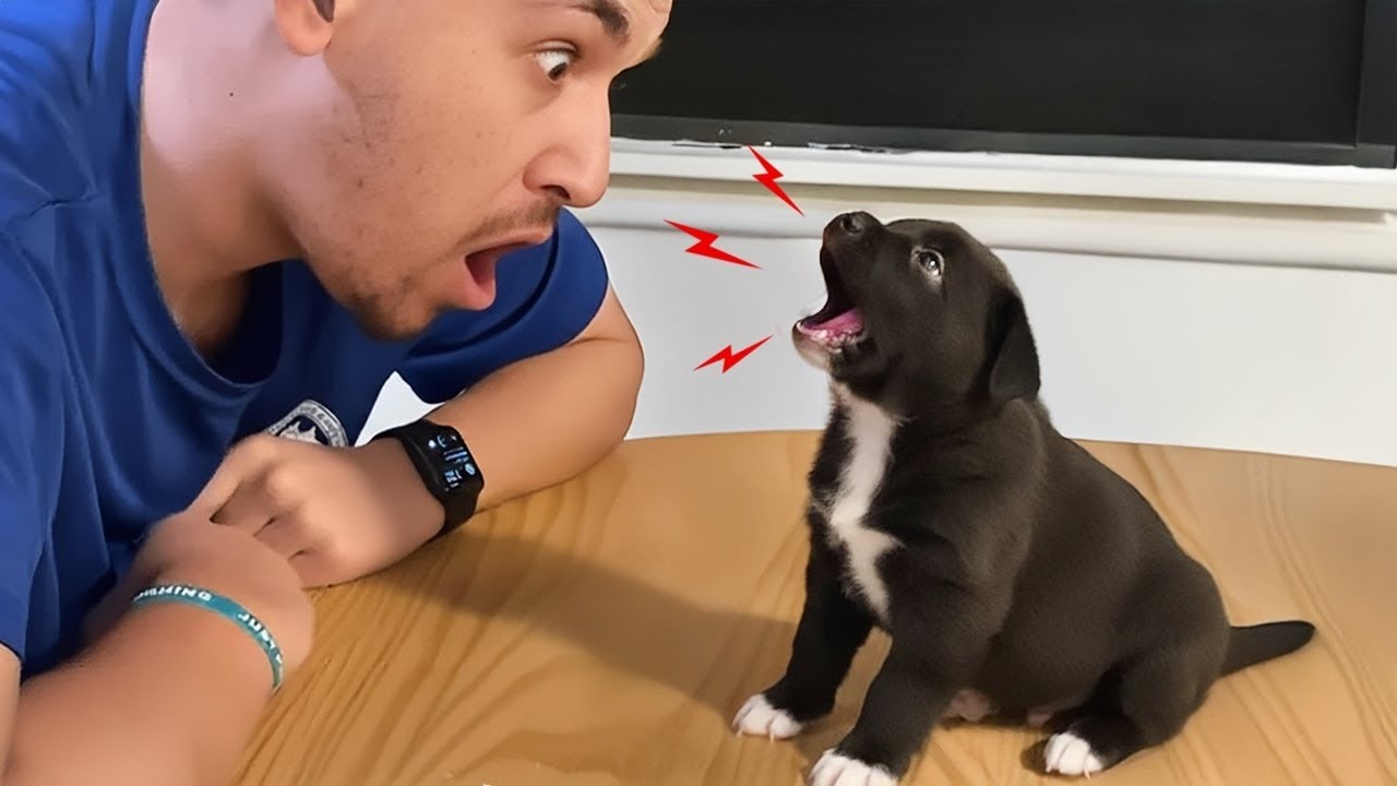 When Puppies Start Talking Back To Their Owner 😂 Funny Dog and Human Videos