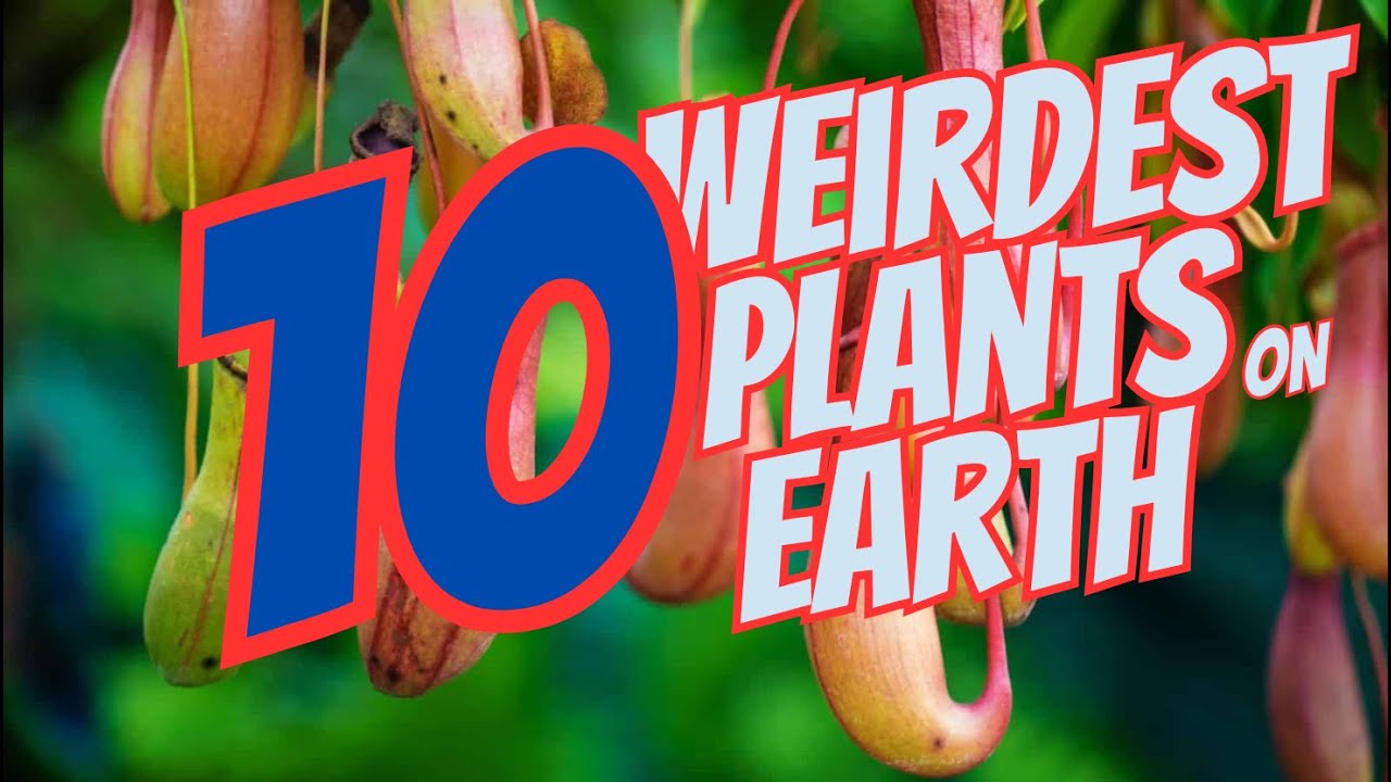 Top 10 Weirdest Plants on Earth That Will Blow Your Mind! 🌿🤯