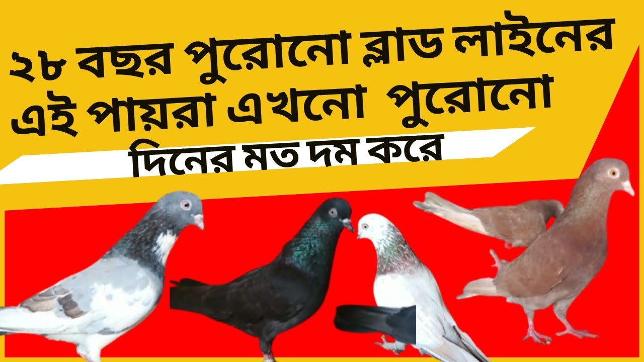 1EP-104 ২৮ বছর পুরোনো ব্লাড লাইনের +918536894475 এই পায়রা এখনো  পুরোনো দিনের মত দম করে OLD PIGEONS