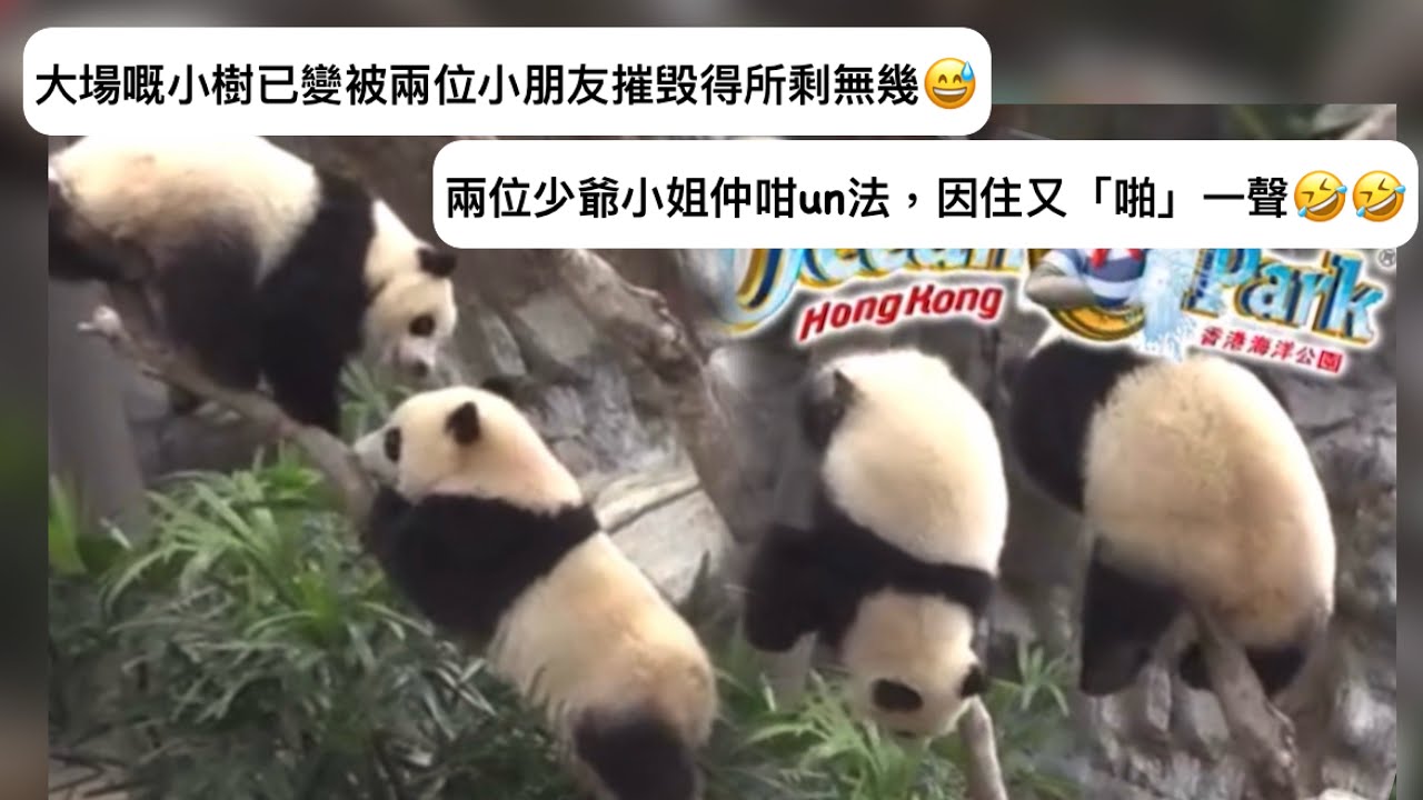 ｜家姐細佬盈盈同場｜10月12日. 大場嘅小樹已變被兩位小朋友摧毁得所剩無幾｜少爺小姐仲咁un法，因住又啪一聲｜Ocean Park｜香港大熊貓｜海洋公園｜遊遊蕩蕩放空記｜加加得得｜팬더｜パンダ｜