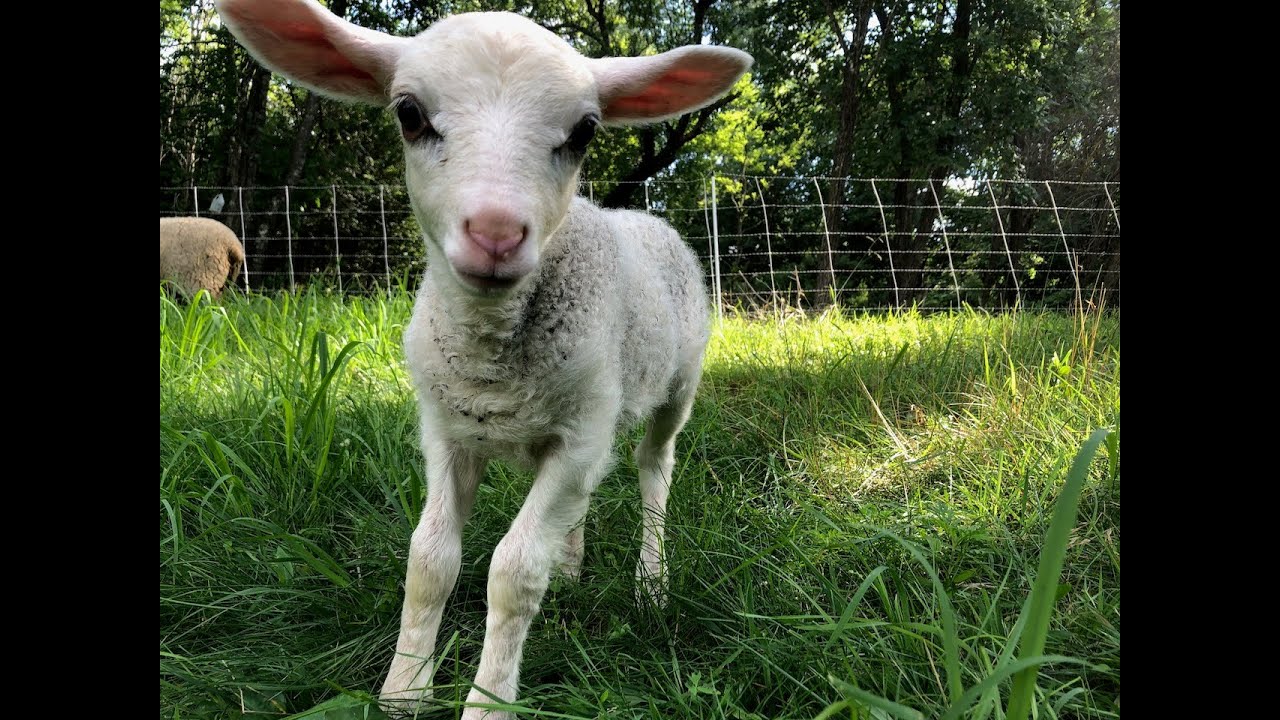 Romanov Cross Lambs | Managing Our Micro-Flock for Fiber and Wool