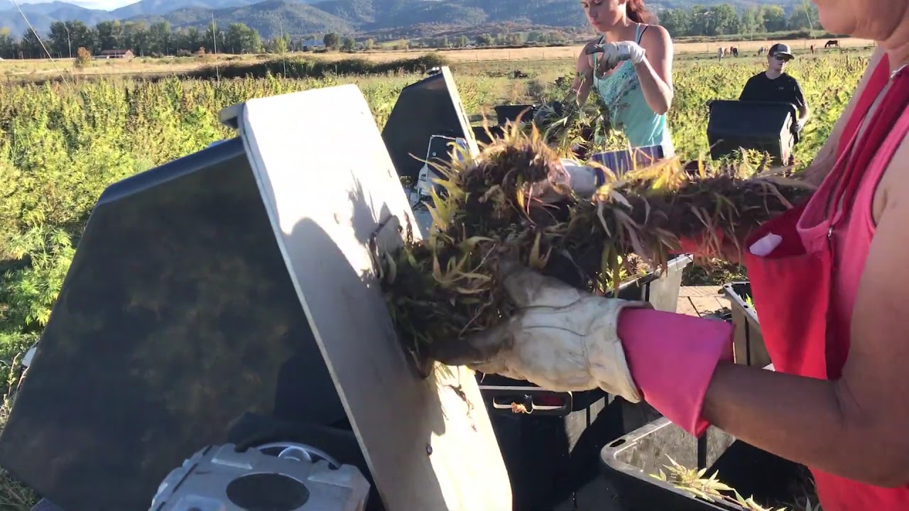 Farm Journal | More Munch Machine Field Bucking (Part 1)