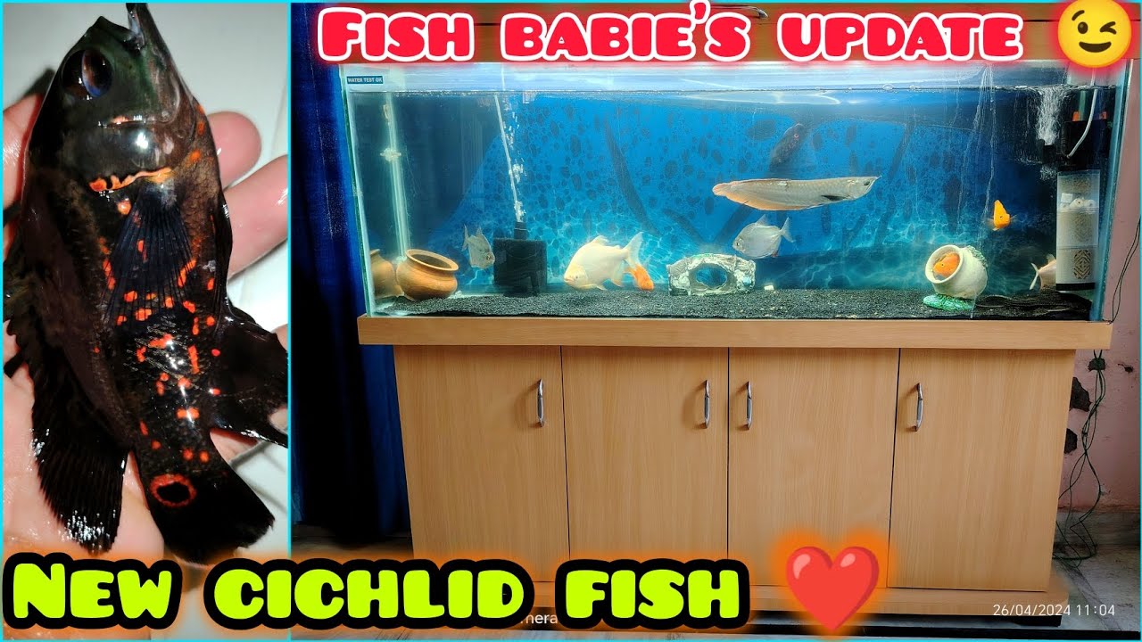 Adding New Oscar Fish To Our Cichlid Tank 😍❤️ ||#fish #new #oscarfish #aquarium #viral #fishvlogs