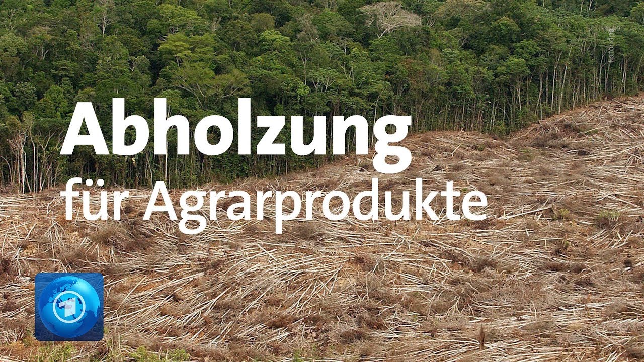 Profit deutscher Firmen von Abholzung von Regenwald