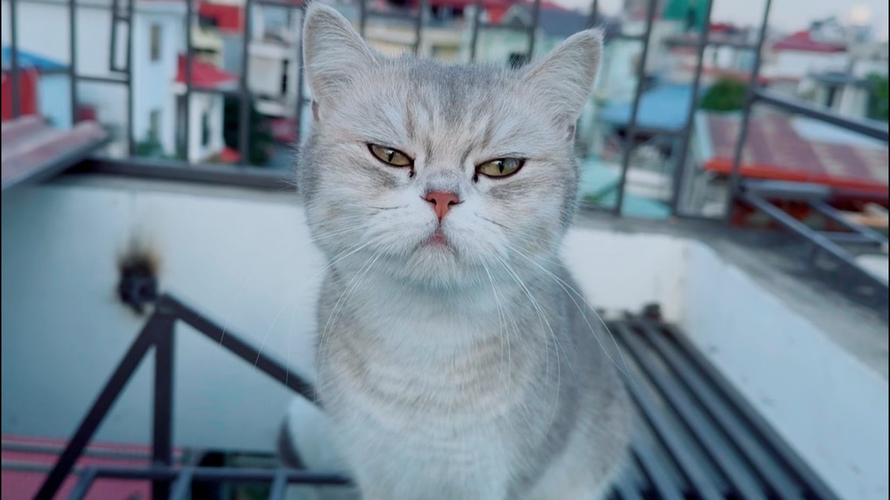 Two cat're so adorable and funny 😍