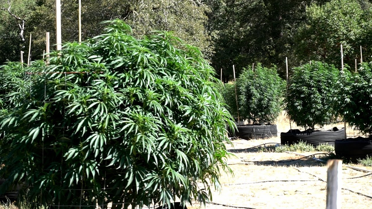 Oregon Commercial Grower Tour: How Many Strains Should I Grow?