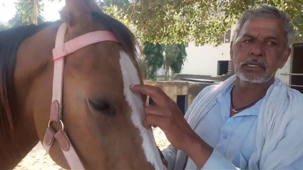 बबल घोड़ा - बढ़िया घोड़े की पहचान कैसे करें (Horse) भंवारियों के बारे में
