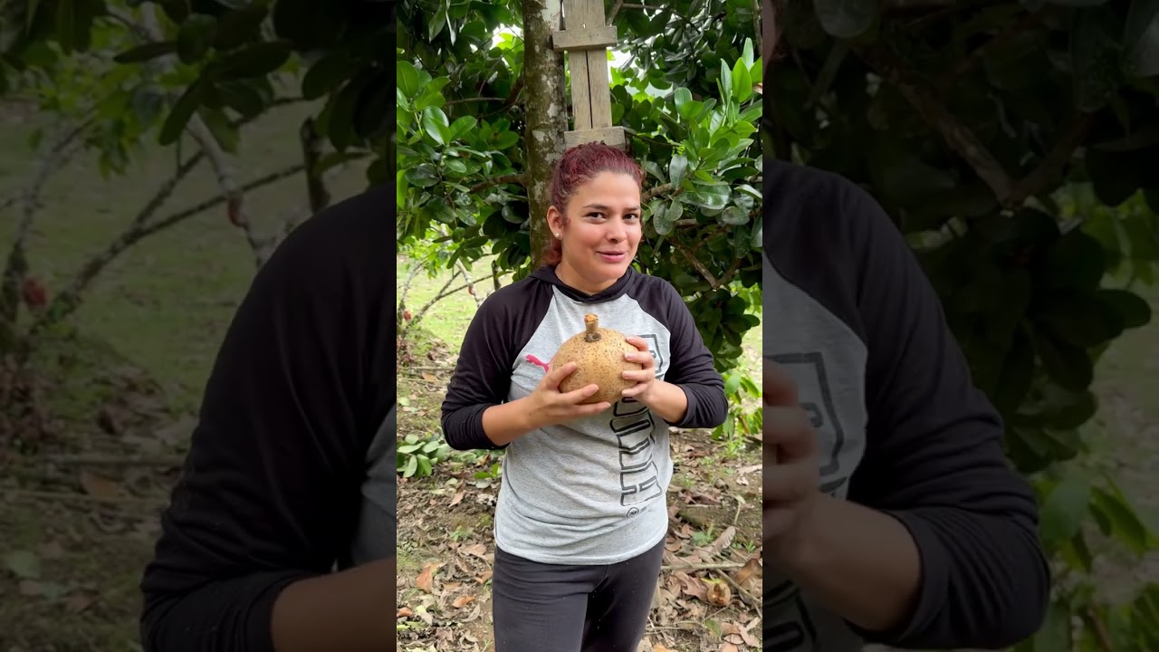 Cosechando mamey Cartagena en la finca @Miscamperitos 