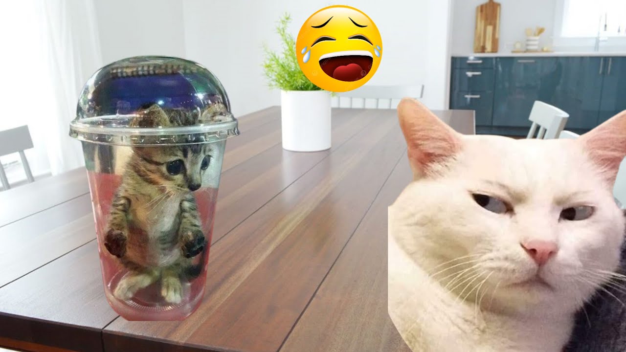 Cat-tastrophe! The Funniest Cat Moments Caught on Camera - 2025 Edition!