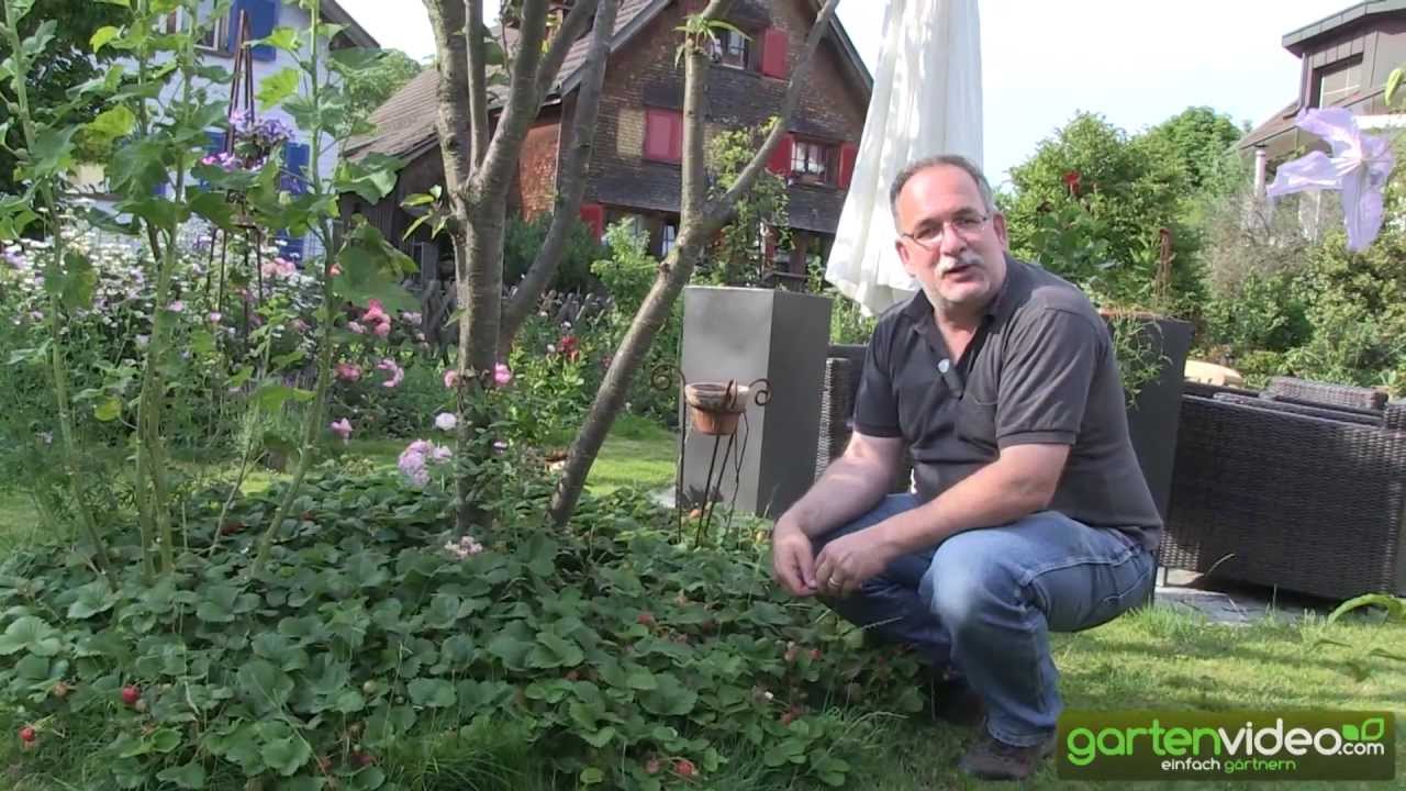 Erdbeerwiese SchweizerHerz - Erdbeeren als Bodendecker
