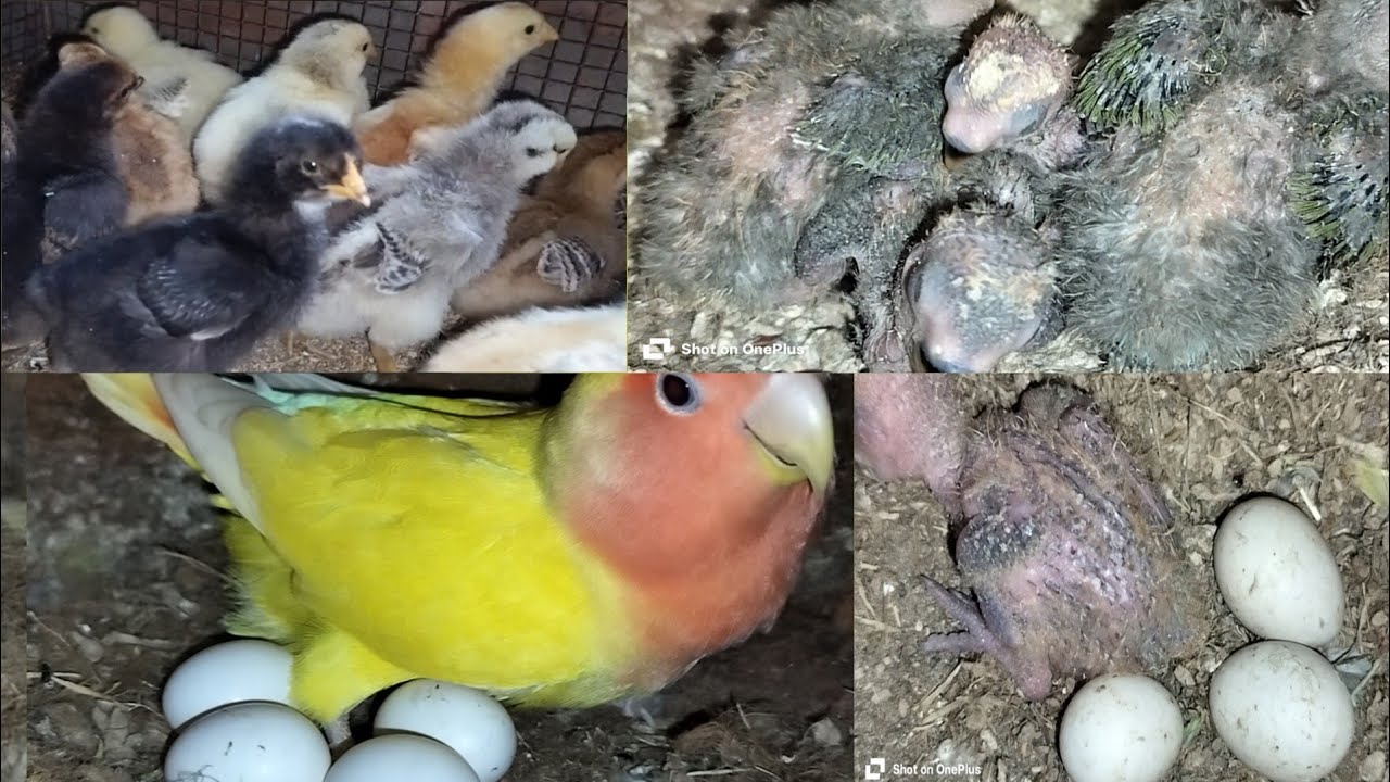 Love birds breeding progress | pehla breeding progress march 2025🪺🦜😀