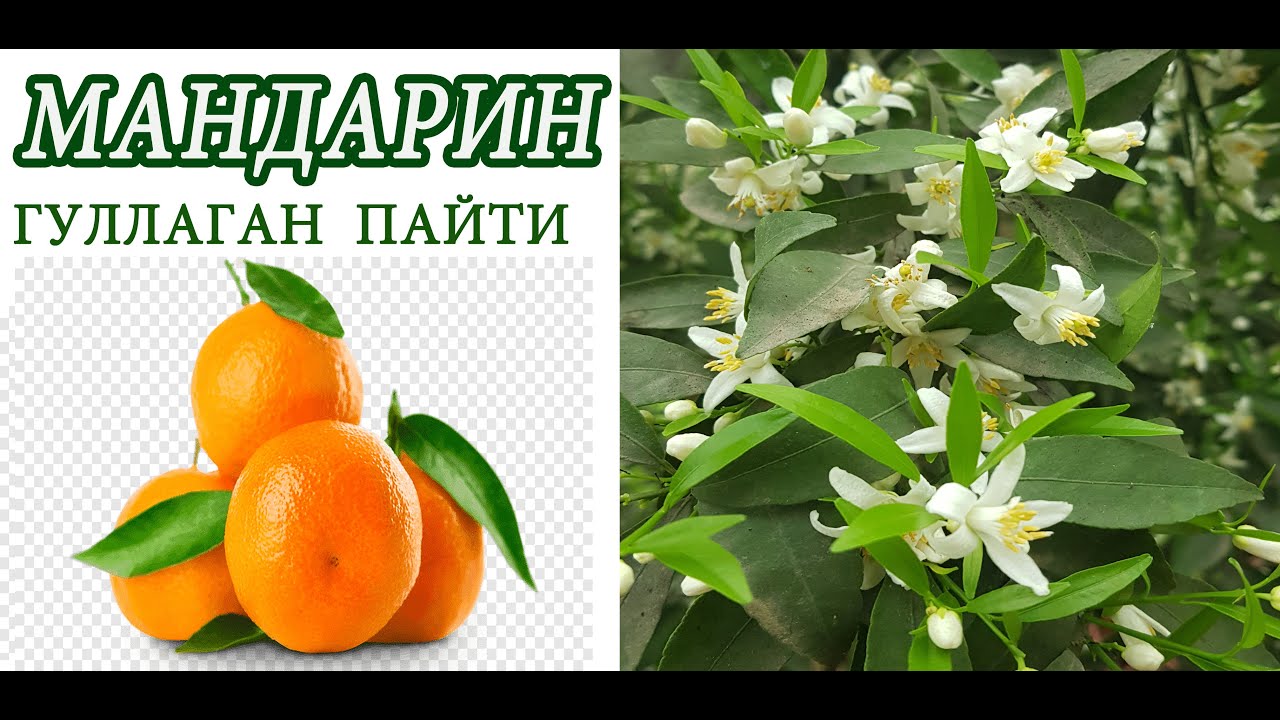 Мандарин дарахтини гуллаган пайти