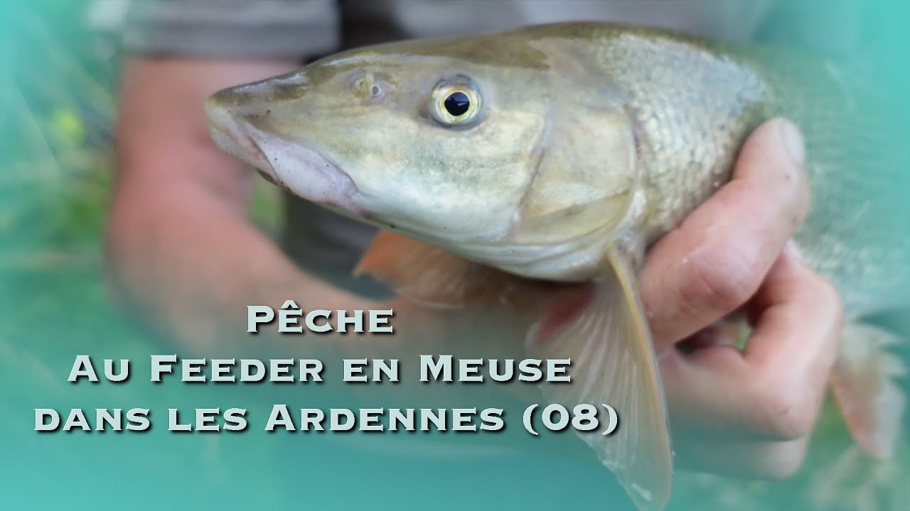 Pêche FEEDER de CARPES et BARBEAUX en MEUSE,  rencontre avec ADE KIDDELL