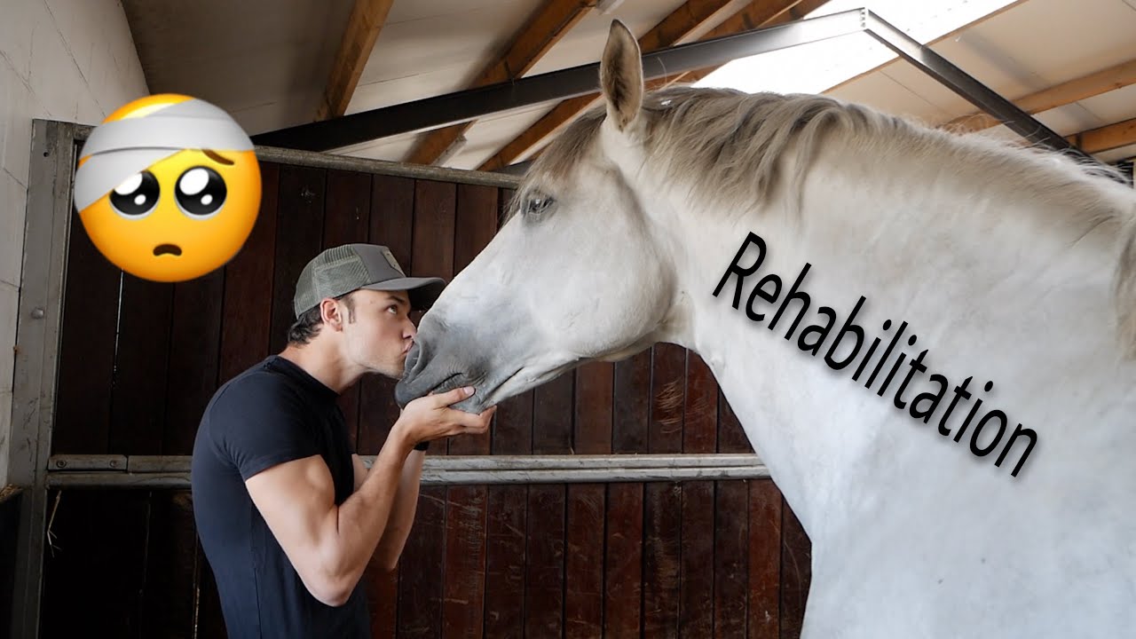 SOMETHING HAPPENED TO MY HUGE STALLION...