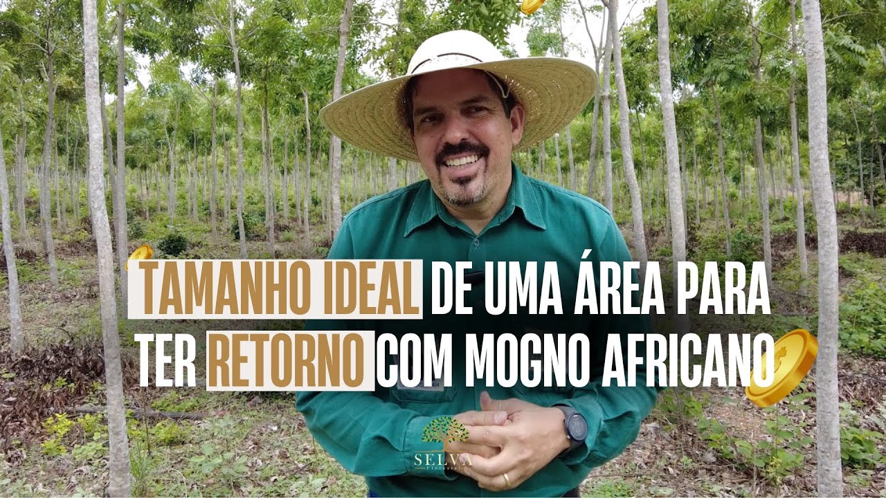 TAMANHO IDEAL DA ÁREA PARA TER RETORNO COM MOGNO AFRICANO