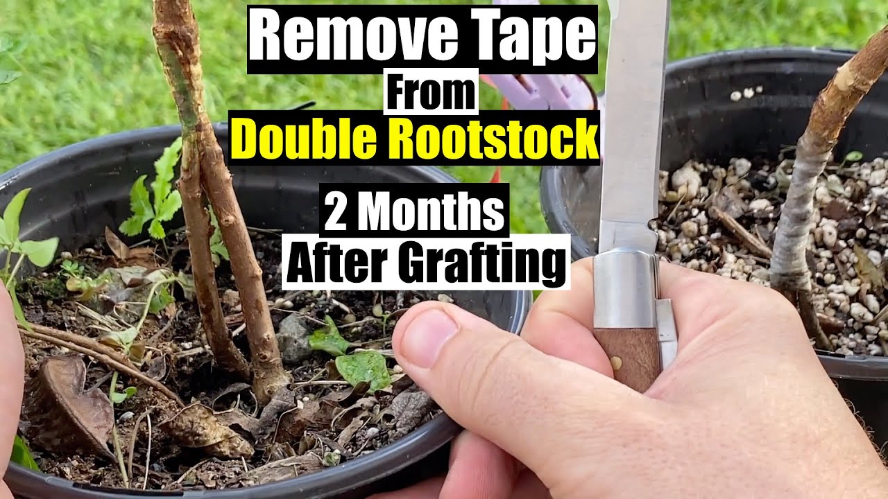 Freshly Healed Jaboticaba Double Rootstock Grafts Getting Unwrapped
