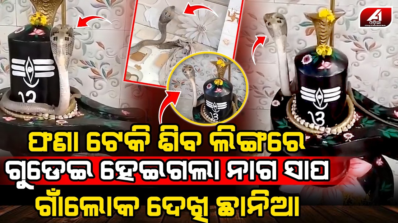 ଜାଗରରେ ଶିବ ଲିଙ୍ଗରେ ଗୁଡ଼େଇହେଇ ଫଣା ଟେକି ରହଲା ନାଗ ସାପ ଭକ୍ତ ଦେଖି ଛାନିଆ l MAHASHIVARATRI l @A1odia