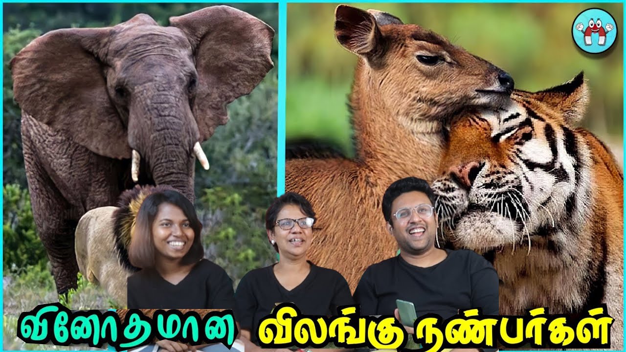 NEENGALAM FRIENDS AH !!! 😂|| Weird Animal Friendship || Ramstk Family