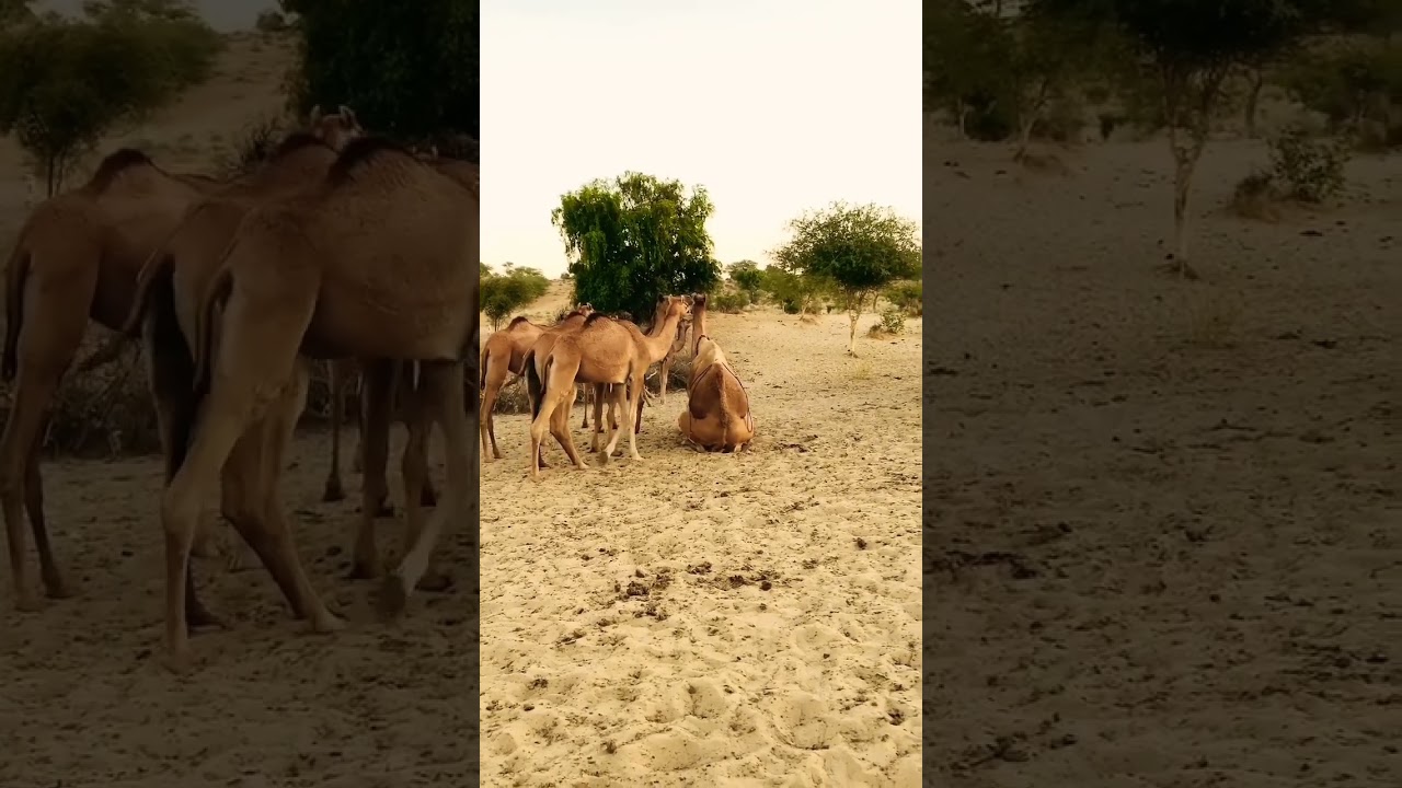 Camel Breeding |camel mating process😍🐪#camel #camellife #camelbreeding #breeding #breedingprogress
