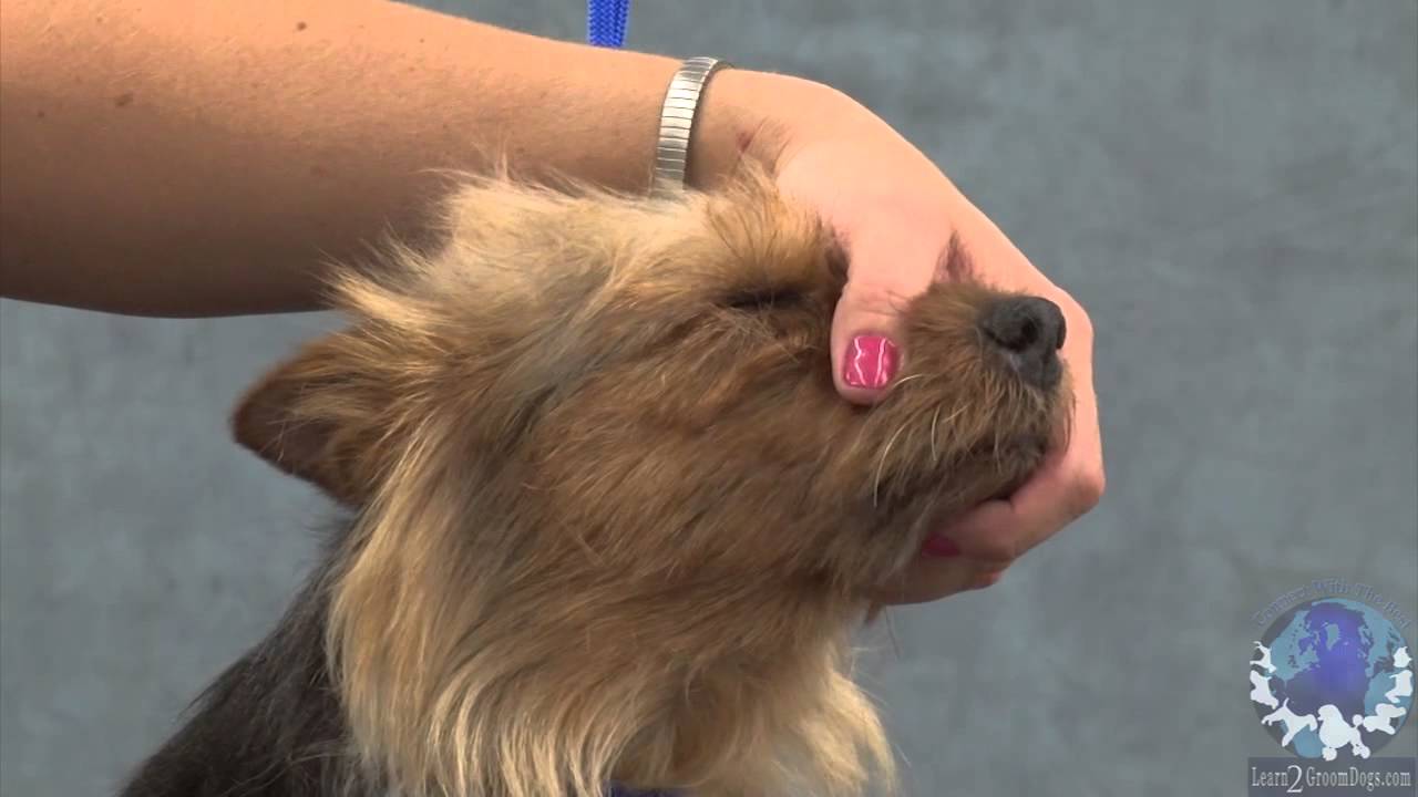 Hand-Stripping the Australian Terrier Part 2