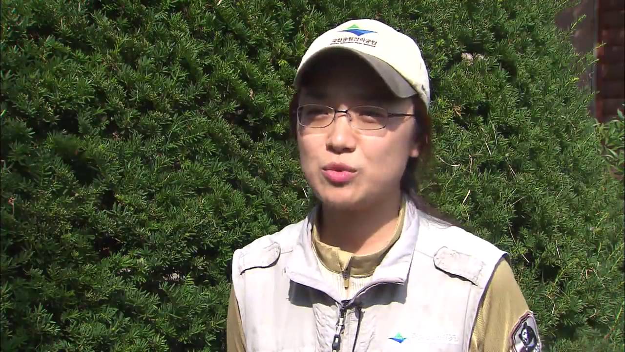 Mountain Ecology