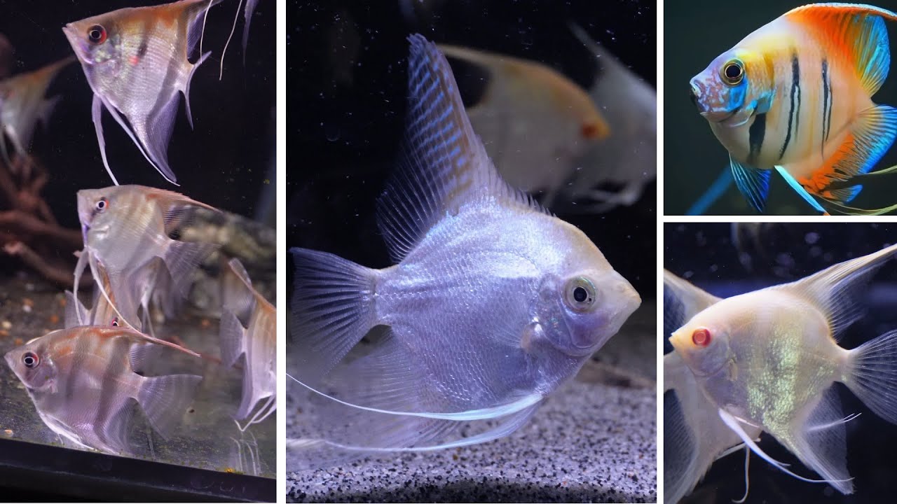 🌿🐠Skalar - wiedzialeś o tym ? Ciekawostki. #akwarium #skalar