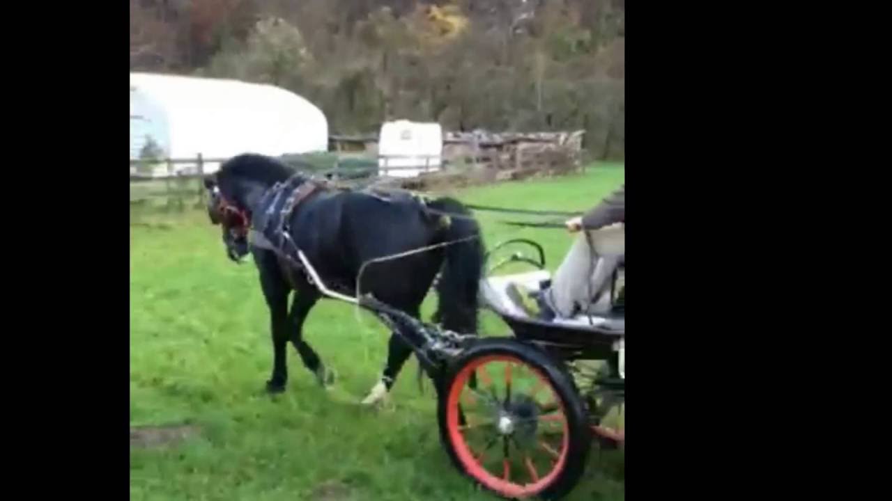 Toller Alt Olderburger mit Charme und Esprit - Mezo