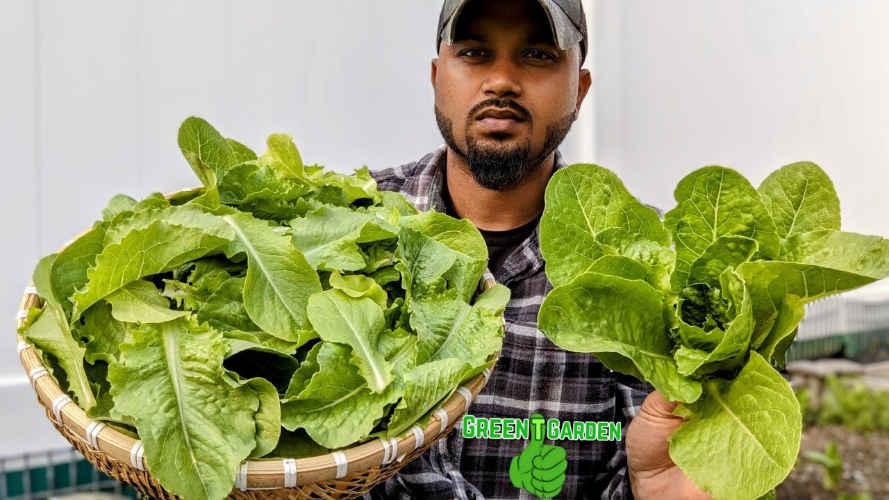 Best way to Harvest Lettuce 