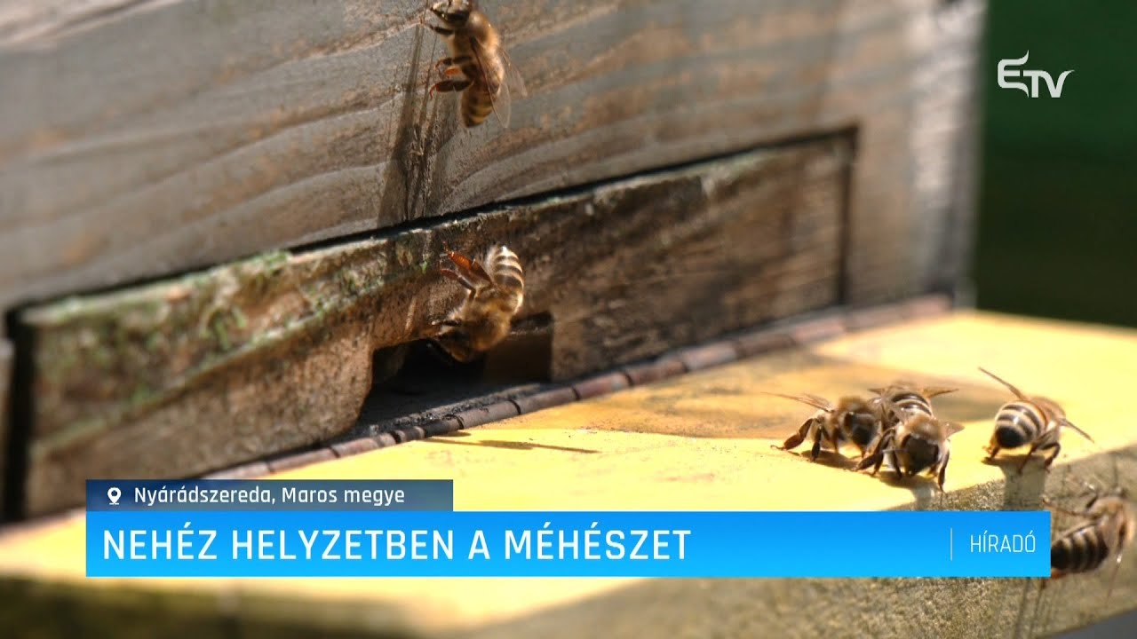 Nehéz helyzetben a méhészet – Erdélyi Magyar Televízió
